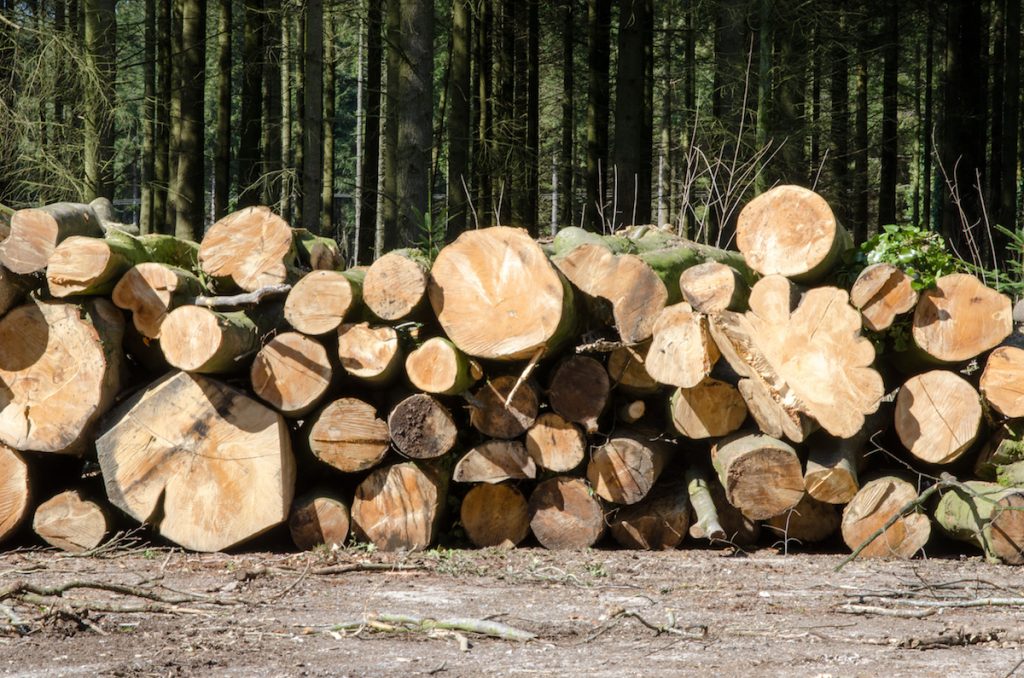 Why Is Lumber So Expensive? Shurway Building Center